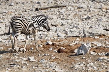 Fototapeta na wymiar Young Plains zebra (Equus quagga) walks in rocky landscape at Etosha national park, Namibia.