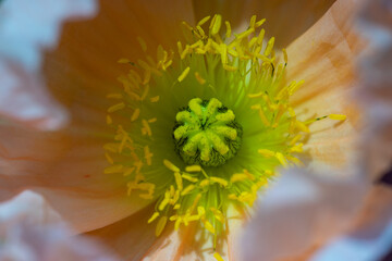 Poppy Flower Stamen Closeup Macro