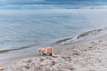 Seascape with ginger cat playing with waves.