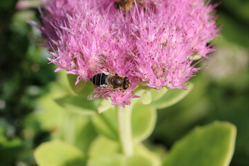 a honeybee sits at a pink sedum flower in the garden in summer closeup