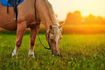 Beautiful palomino horse with white mane grazes on the lawn and eats green grass at sunset - obrazy, fototapety, plakaty