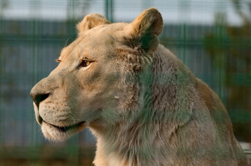 Rare and endangered species of white lions, zoo and animal life in it.