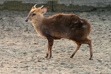 Naklejka na ściany i meble Small Chinese muntjaki in a zoo, an animal with small horns.