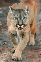 Cougar, a beautiful predator and a resident of the zoo, a dangerous animal.