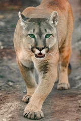 Zelfklevend Fotobehang Cougar, a beautiful predator and a resident of the zoo, a dangerous animal. © Niko_Dali