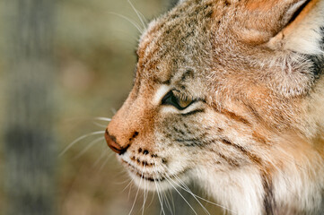 Turkestan lynx in the zoo, a beautiful predator.