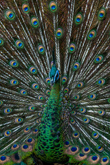 Obraz premium Close-up male Green Peacock in full display.