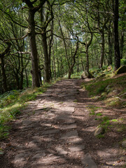 The landscape of a forest  surrounded by a lot of greenery and rocks in the park