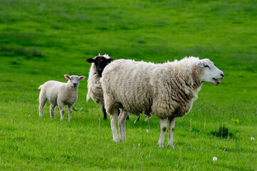 Obraz premium Sheep with lambs on farm