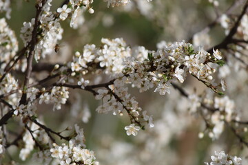 white cherry blossom