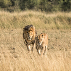 Adult lions walking across the grassland of the Masai Mara. The male is locally known as Scar or Scarface, due to prominent injury to his right eye.