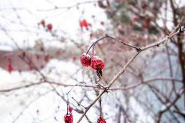 Red rose hips under the snow in a garden macro