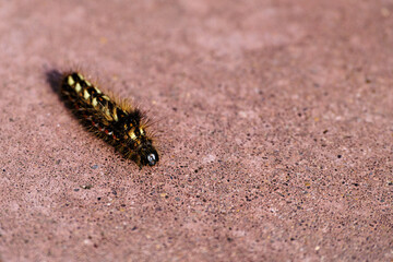 Beautiful hairy caterpillar on the sidewalk. Close-up. Selective focus. Space for lettering and design