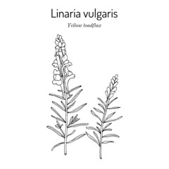 Yellow toadflax, or butter-and-eggs Linaria vulgaris , medicinal plant