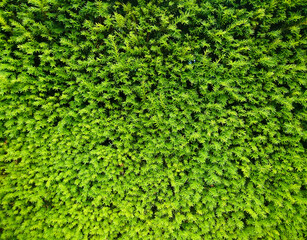 beautiful and ecological green background with plants, great as a wallpaper 