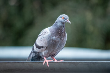 Pigeon on the guardrail of a road