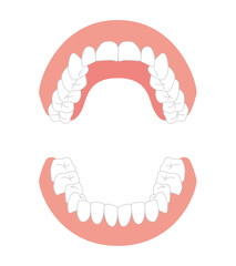 歯の模型イラスト © kogome
