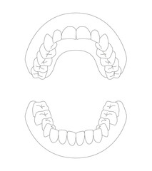 歯の模型イラスト © kogome