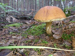 edible and poisonous mushrooms found in Central Europe 