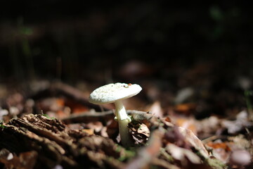 mushroom in the forest