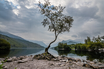 Lone tree on the banks of Llyn Padran in Llanberis, Snowdonia, North Wales