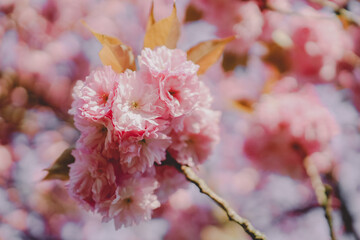 Kirschblüten in Deutschland