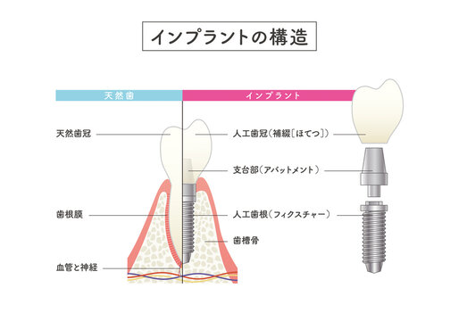 17 192 件の最適な 人体構造 画像 ストック写真 ベクター Adobe Stock