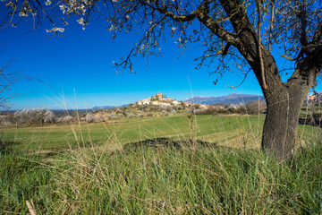 trees in the field