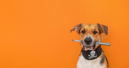 A funny tricolor outbred dog dressed up as a pirate holding a dagger in its teeth on orange...