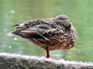 Wild duck on a pond shore