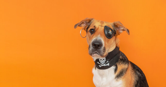 A funny tricolor outbred dog dressed up as a pirate with eye patch on orange background. Halloween costume for pet.