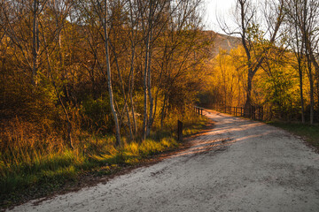Naklejka na ściany i meble road in autumn forest