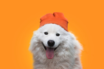 The Samoyed white dog looks into the camera, sticking out his tongue, portrait, in a warm hat on a orange autumn background