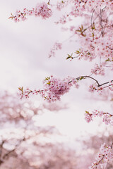 blühende Kirsche Sakura
