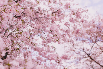 blühende Kirsche Sakura