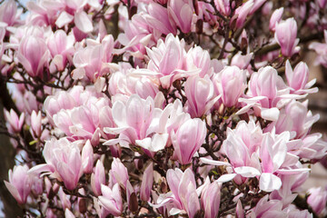 Blühende Magnolia in Karlsruhe