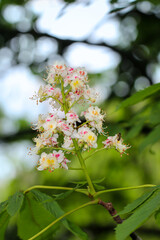 Die Blüten einer Kastanie im Frühling. Kastanienblüten in ihrer Schönheit.