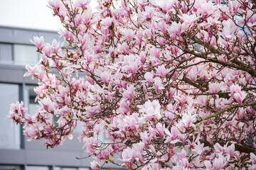 Blühende Magnolia in Karlsruhe