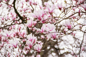 Blühende Magnolia in Karlsruhe