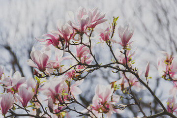 Blühende Magnolia in Karlsruhe