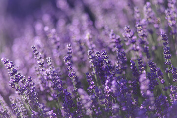 blühender Lavendel in Deutschland Nahaufnahme