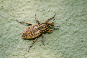 Ein Käfer, Rüsselkäfer klettert an einer Wand entlang.
