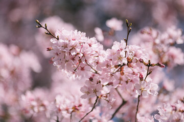 blühende Kirsche Sakura