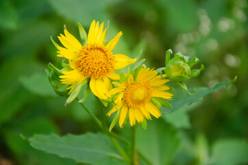 Selective focus on beautiful yellow SUN FLOWER flowers with buds and green leaves isolated with blur background in morning sunlight in the park.           