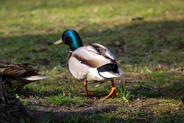 Stockenten an einem Teich. Stockenten sind überall in einer Stadt an einem Gewässer anzutreffen.