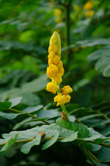 Selective focus on beautiful SENNA ALATA plant with yellow flowers and green leaves isolated with...