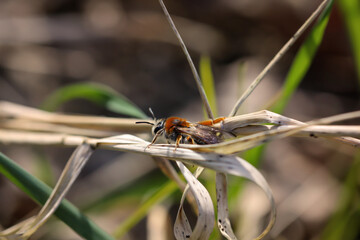 Macro Aufnahme eine fliegenähnlichen Insektes.
