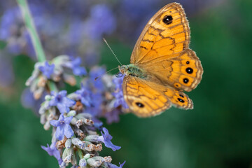 A yellow butterfly on a lavender flower. Macrophotography of insects. Natural background.