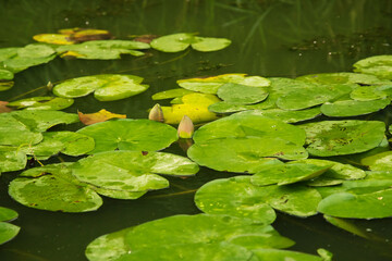 Lily leaves on the surface of the water in the river in summer