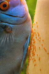 Diskusfisch im Aquarium. Diskusfisch bei der Laichablage.